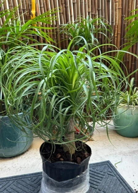 Indoor Ponytail Palm in 5 gal Pot 4-5 ft Tall Evergreen Easy Care Bonsai Plant - Image 2 of 4
