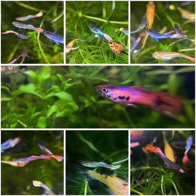 Assorted (Male) Guppy Mystery Pack  ||2-3 Day Priority Shipping||
