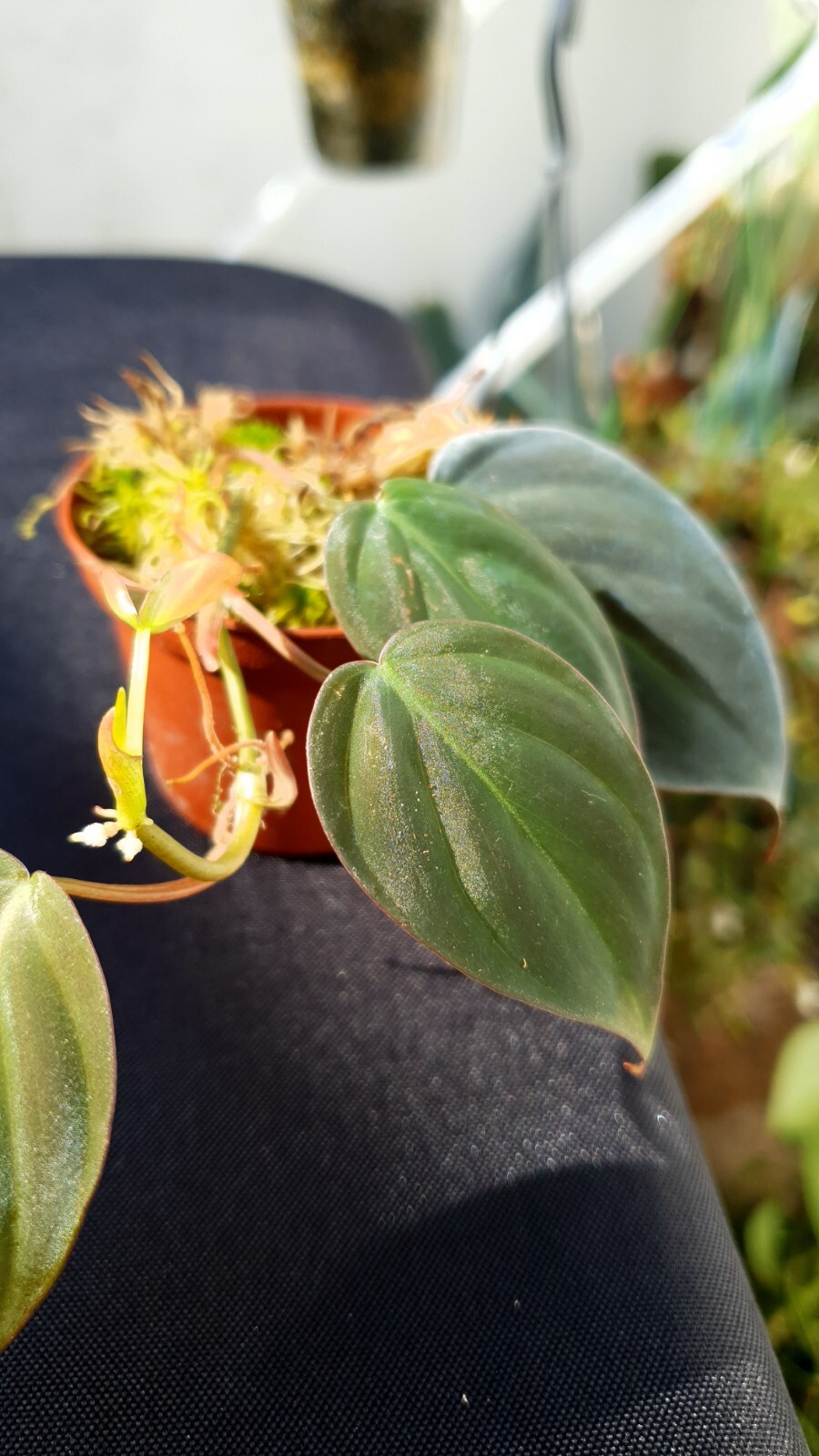 Philodendron scandens micans