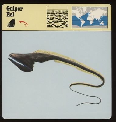 Gulper Eel  Safari Cards Rencontre Fish