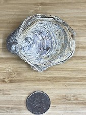 Fossil Specimen, Gryphaea Sublobata, Jurassic Oxford Clay, Bedfordshire, 80mm
