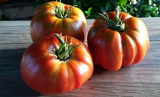 10 graines de tomate Rose Italienne Rene Paquet heirloom tomato seeds méth.bio