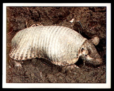 Panini Animals of the World 1992 Sticker Nr. 56