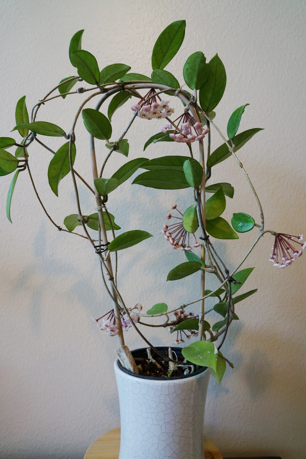 Wax plant Vine Hoya Carnosa rooted cutting, Succulent tropical plant eBay