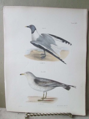 Vintage Print,BIRDS,SABINE'S+COMMON AMERICAN GULLS,Zoology,NY,Fauna,1844