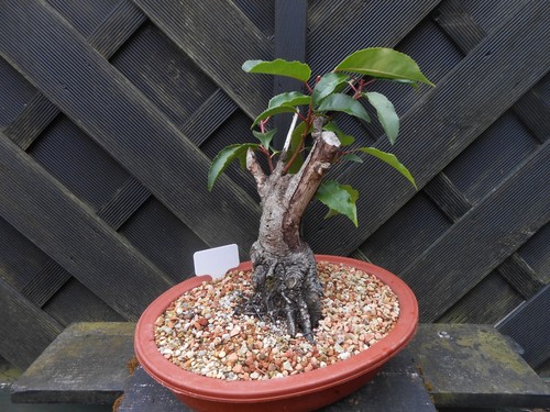 BONSAI PRUNUS LUISITANICA - GREAT SHAPE - LARGE NEBRI