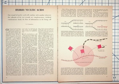 HYBRID NUCLEIC ACIDS S. Spiegelman Original Journal Article DNA RNA Ephemera