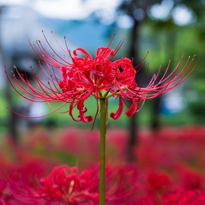 Red Spider Lily, Lycoris Radiata, Magic Lily Amaryllis Heirloom