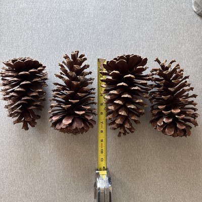 Long Leaf  Large Pine Cones 7'' South Carolina 2025 Harvest. Qty 4 *