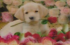 3 -D- Magnet: kleiner wei&szlig;er Hund mit Rosen
