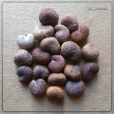 20 x Baumsamen Adansonia digitata ( Affenbrotbaum / Baobab )