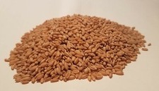 2 lb. Hard White wheat berries- Sealed in Food-Grade Packaging