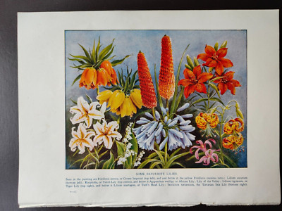 VINTAGE ORIG. FARBDRUCK - GARTENARBEIT / BLUMEN - EINIGE LIEBLINGSLILIEN - 1925CA