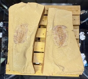 Chengjiang Fossil Site~ AMAZING DETAIL Naraoia Arthropod Fossil ~Cambrian~ China