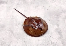 Horseshoe Crab Brown (1 crab approx. 10 inches total length) coastal decoration