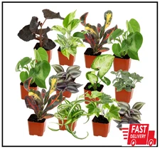 Easy Live House Plants (12 Pack), Clean Air Plant Pack, 2 In. Grower Pots, Popul