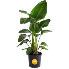 Large White Bird of Paradise Plant - Indoor Tropical Tree