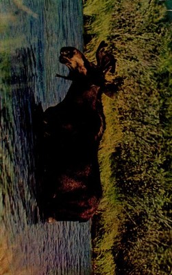 Postcard Northern Moose On Favorite Feeding Grounds L3