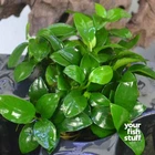 Anubias Nana 'Petite' Live Aquarium Plant- *BUY 1 GET 1 at 50% OFF