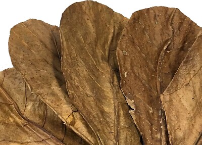 100 Foglie Di Mandorlo Marino (Terminalia Catappa