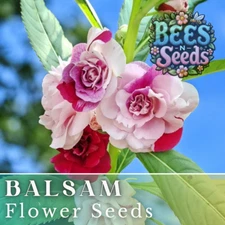 Balsam Seeds 75 Seeds Flower Seeds, Impatiens, Balsamina, Garden Patio Container