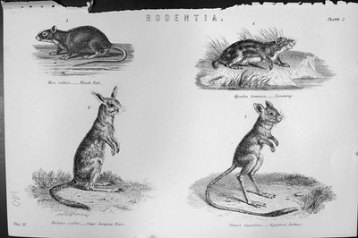 Alter Rodentia Black Rat Lemming Cape Springhase Jerboa Mackenzie um 18 19.