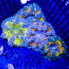 Ultra Splatter Warpaint Rock Flower Anemones