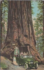 Postcard In the Mariposa Big Tree Grove Yosemite Ntl Parks CA 
