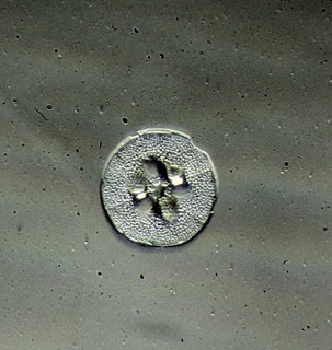 Antique microscope slide by Fred Marshall. Diatom. Symbalophora trinitatis.