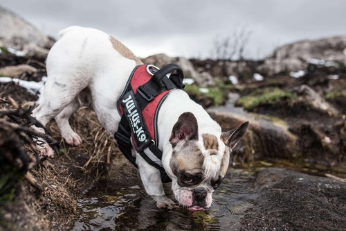 Julius-K9 IDC® Power Dog Puppy Harness Strong Adjustable Reflective FREE UK P&P - Picture 18 of 141