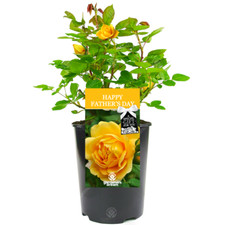 Happy Father's Day Rose - Gift for Dad - Live Rose Bush Plant