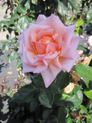 Rosa Compassion® - syn. Belle des Londres - Kletterrose - Harkness-Rose ...