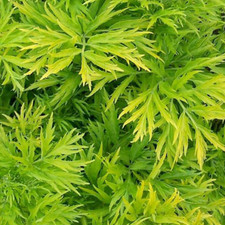 Sambucus nigra 'Golden Tower' Deciduous Hardy Compact Garden Shrub | 9cm Pot