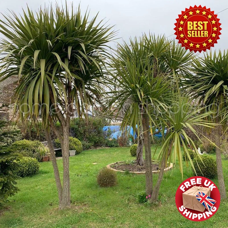 Garden palms 2024