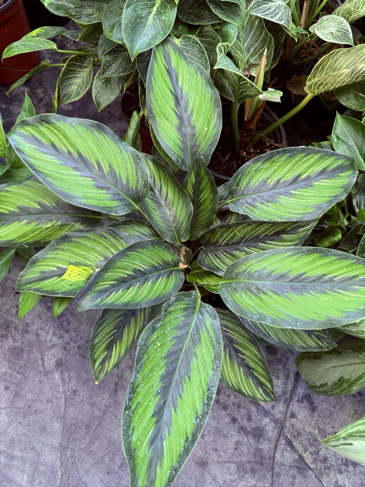 Pinstripe Calathea