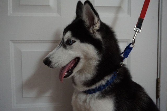 don sullivan perfect dog command collar