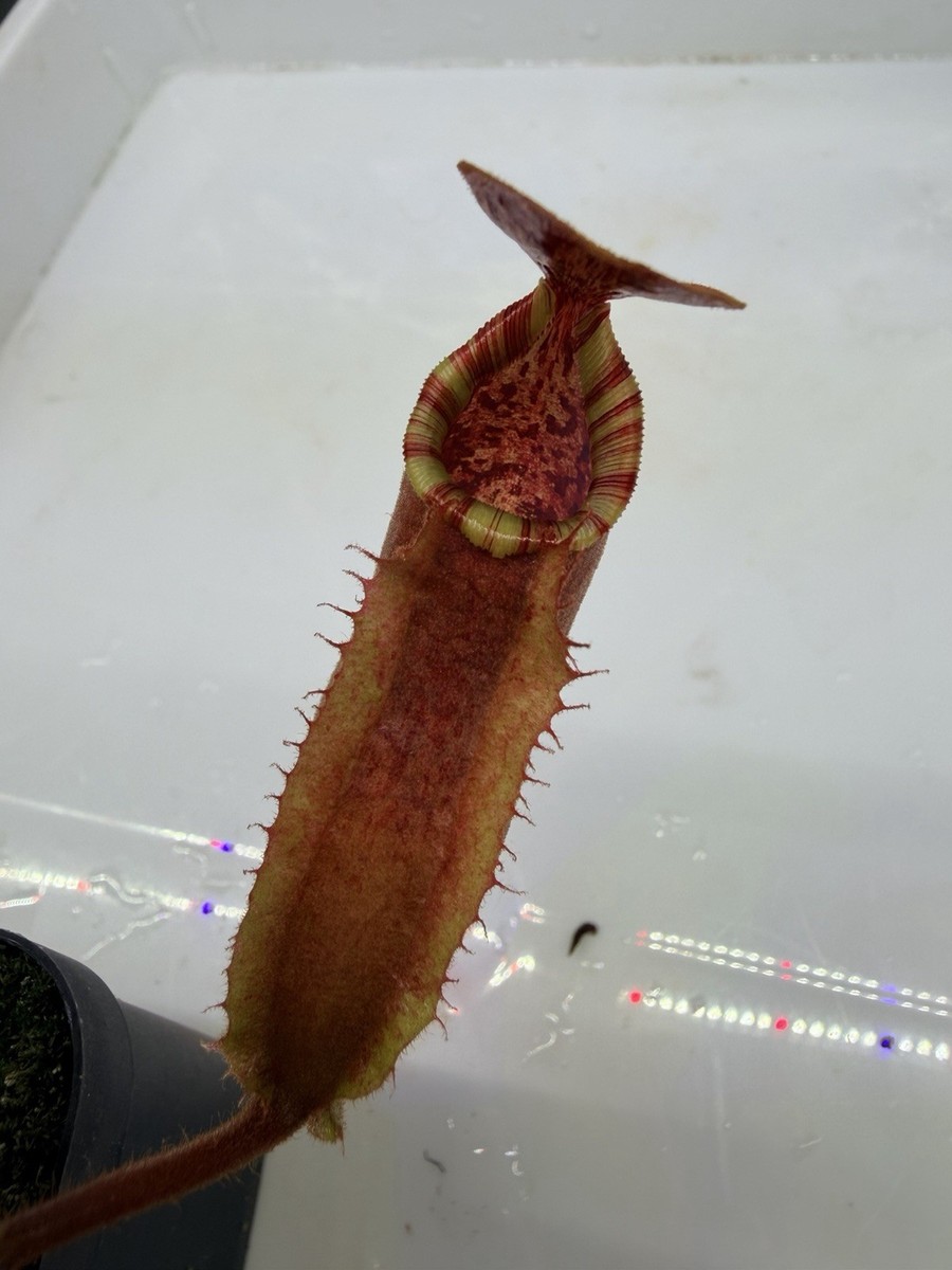 Nepenthes (LVB x veitchii 