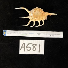 Strombidae Lambis Crocata z operulum 131,5mm Filipiny (A581)