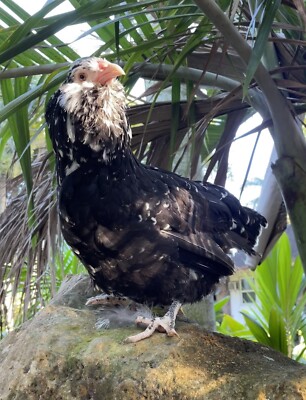 6 Rare Purebred Ameraucana Hatching Egg Assortment: Chocolate, Mottled and More!