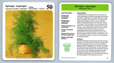 Sprenger Asparagus #34 Foliage - My Green Gardens 1987 Cardmark Card