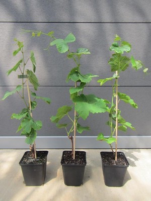 cannabis dünger compo Cannabis-Dünger-Set 2 x 1 Liter – Purgrün