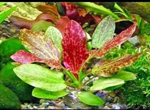 Red Flame Sword Live Aquarium Plant – Buy 2 Get 1 Free Deal On Echinodorus Horemanii 10 thumbnail image