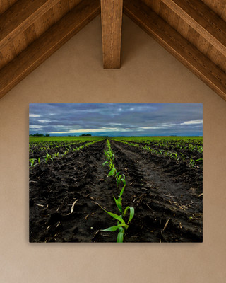 Where the Season Begins   Young Corn Rows Canvas Wall Art