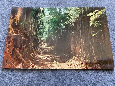 Natchez Trace Parkway, the Old Trace in Mississippi Vintage Postcard | eBay