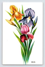 Vintage Iris Flower 1960s Postcard Tichnor Bros USA Unposted Chrome