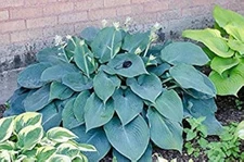 Hosta Blue Angel 5 Healthy Bare Root Hostas Fabulous Color  for Shade