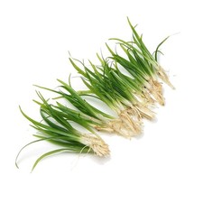 Sagittaria Subulata Grass Live Aquarium Aquatic Plant Tropical Fish Tank K2AQUA