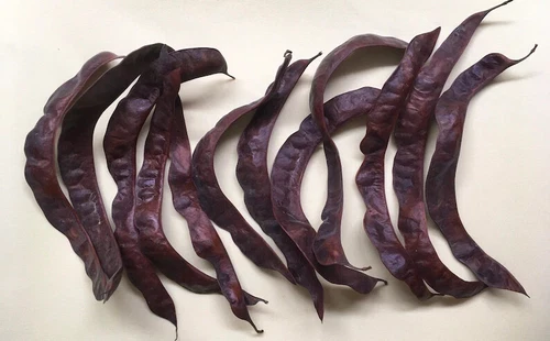 装飾や工芸品用ハニーロカストポッド15個エクストラLg。 - 画像7/8