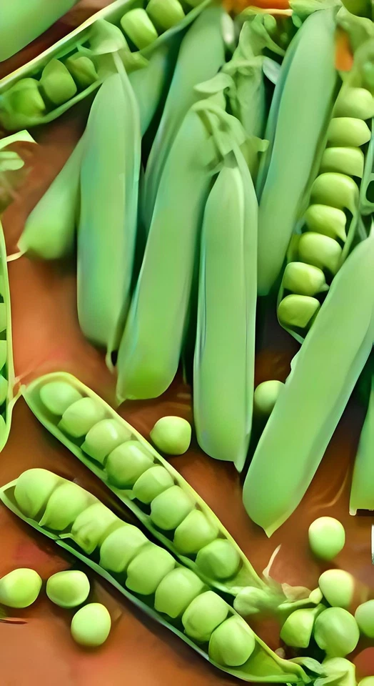 BOX GARDEN SEEDS LLC Early Frosty Peas Box Garden Seeds Heirloom Open Pollinating Vegetable