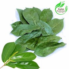 Corossol bio séché feuilles entières graviola, Annona muricata L Hojas de gua...